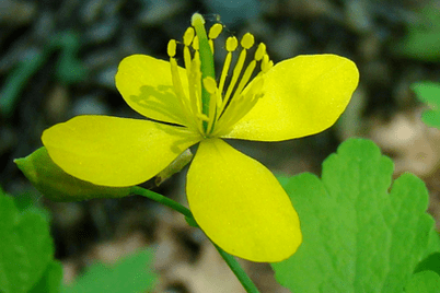 цвете билка от жълтурчета за отстраняване на папилома